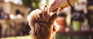 Preview wallpaper poodle, dog, animal, pet, brown, shaggy, hand