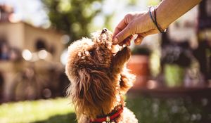 Preview wallpaper poodle, dog, animal, pet, brown, shaggy, hand