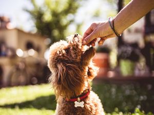 Preview wallpaper poodle, dog, animal, pet, brown, shaggy, hand