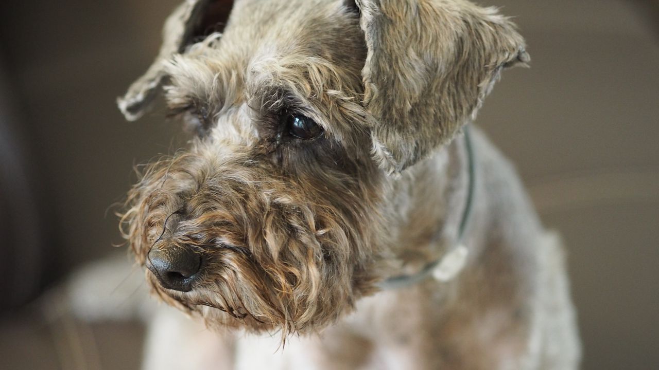 Wallpaper poodle, dog, muzzle hd, picture, image