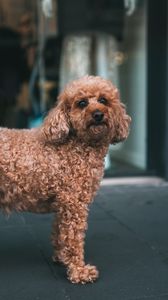 Preview wallpaper poodle, dog, pet, glance