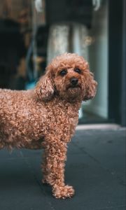 Preview wallpaper poodle, dog, pet, glance