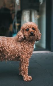 Preview wallpaper poodle, dog, pet, glance
