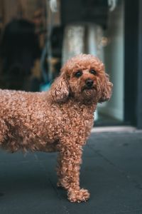 Preview wallpaper poodle, dog, pet, glance