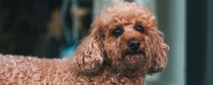 Preview wallpaper poodle, dog, pet, glance