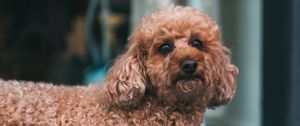 Preview wallpaper poodle, dog, pet, glance