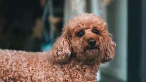 Preview wallpaper poodle, dog, pet, glance