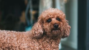 Preview wallpaper poodle, dog, pet, glance