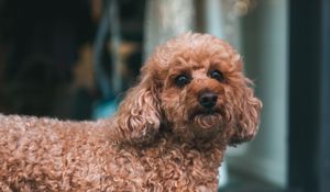 Preview wallpaper poodle, dog, pet, glance