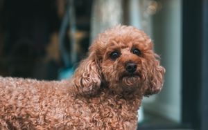Preview wallpaper poodle, dog, pet, glance