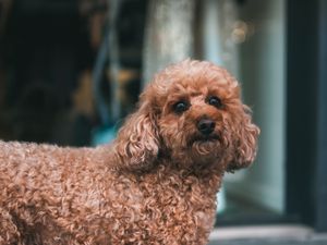 Preview wallpaper poodle, dog, pet, glance