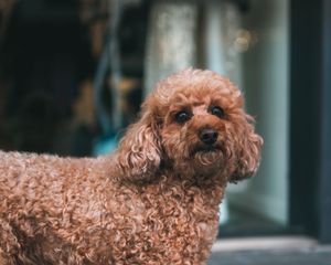 Preview wallpaper poodle, dog, pet, glance