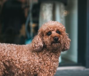 Preview wallpaper poodle, dog, pet, glance