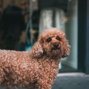 Preview wallpaper poodle, dog, pet, glance