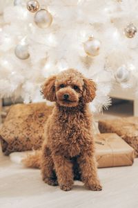 Preview wallpaper poodle, dog, pet, brown, curly