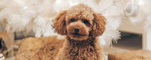 Preview wallpaper poodle, dog, pet, brown, curly