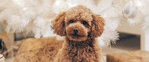 Preview wallpaper poodle, dog, pet, brown, curly