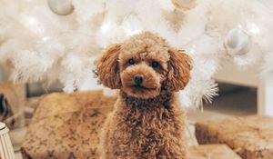 Preview wallpaper poodle, dog, pet, brown, curly