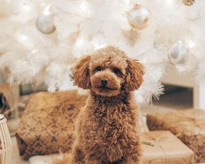 Preview wallpaper poodle, dog, pet, brown, curly