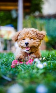 Preview wallpaper poodle, dog, pet, smile, fluffy, funny, cool