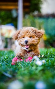 Preview wallpaper poodle, dog, pet, smile, fluffy, funny, cool