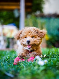 Preview wallpaper poodle, dog, pet, smile, fluffy, funny, cool