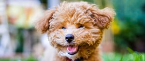 Preview wallpaper poodle, dog, pet, smile, fluffy, funny, cool