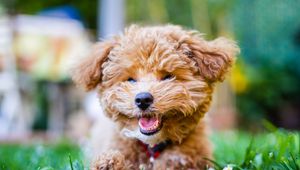 Preview wallpaper poodle, dog, pet, smile, fluffy, funny, cool