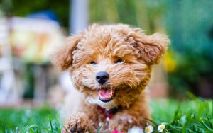 Preview wallpaper poodle, dog, pet, smile, fluffy, funny, cool