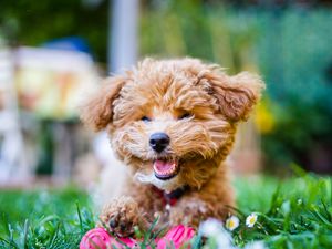 Preview wallpaper poodle, dog, pet, smile, fluffy, funny, cool