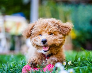 Preview wallpaper poodle, dog, pet, smile, fluffy, funny, cool