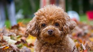 Preview wallpaper poodle, dog, puppy, leaves