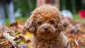 Preview wallpaper poodle, dog, puppy, leaves