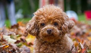 Preview wallpaper poodle, dog, puppy, leaves