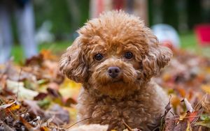 Preview wallpaper poodle, dog, puppy, leaves