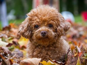 Preview wallpaper poodle, dog, puppy, leaves