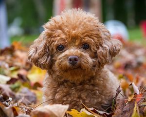 Preview wallpaper poodle, dog, puppy, leaves