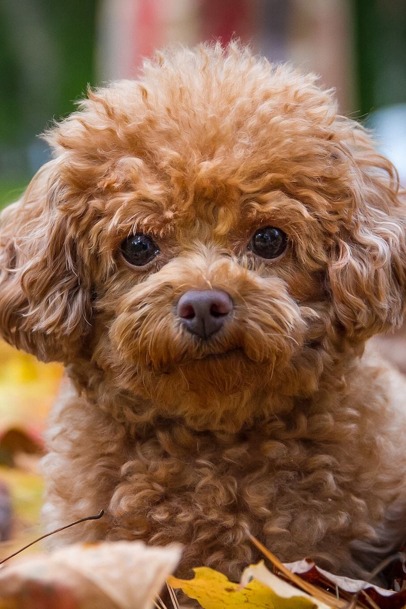 Poodle Wallpaper APK for Android Download