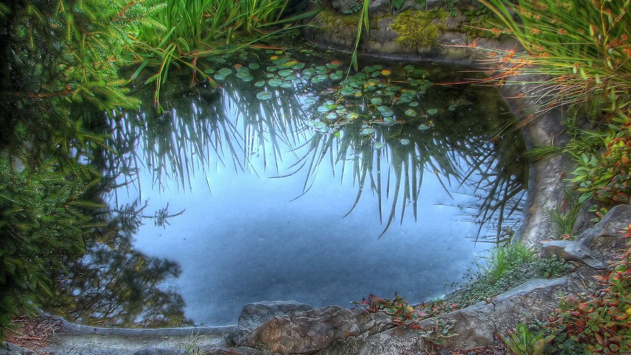 Wallpaper pool, grass, lake, lilies, stones, reflection
