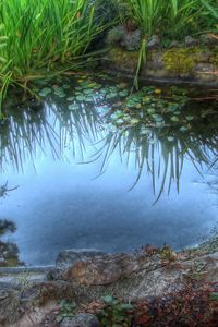 Preview wallpaper pool, grass, lake, lilies, stones, reflection