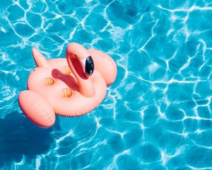 Preview wallpaper pool, water, flamingo, summer