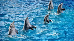 Preview wallpaper pool, water, ripples, dolphins, fin, five