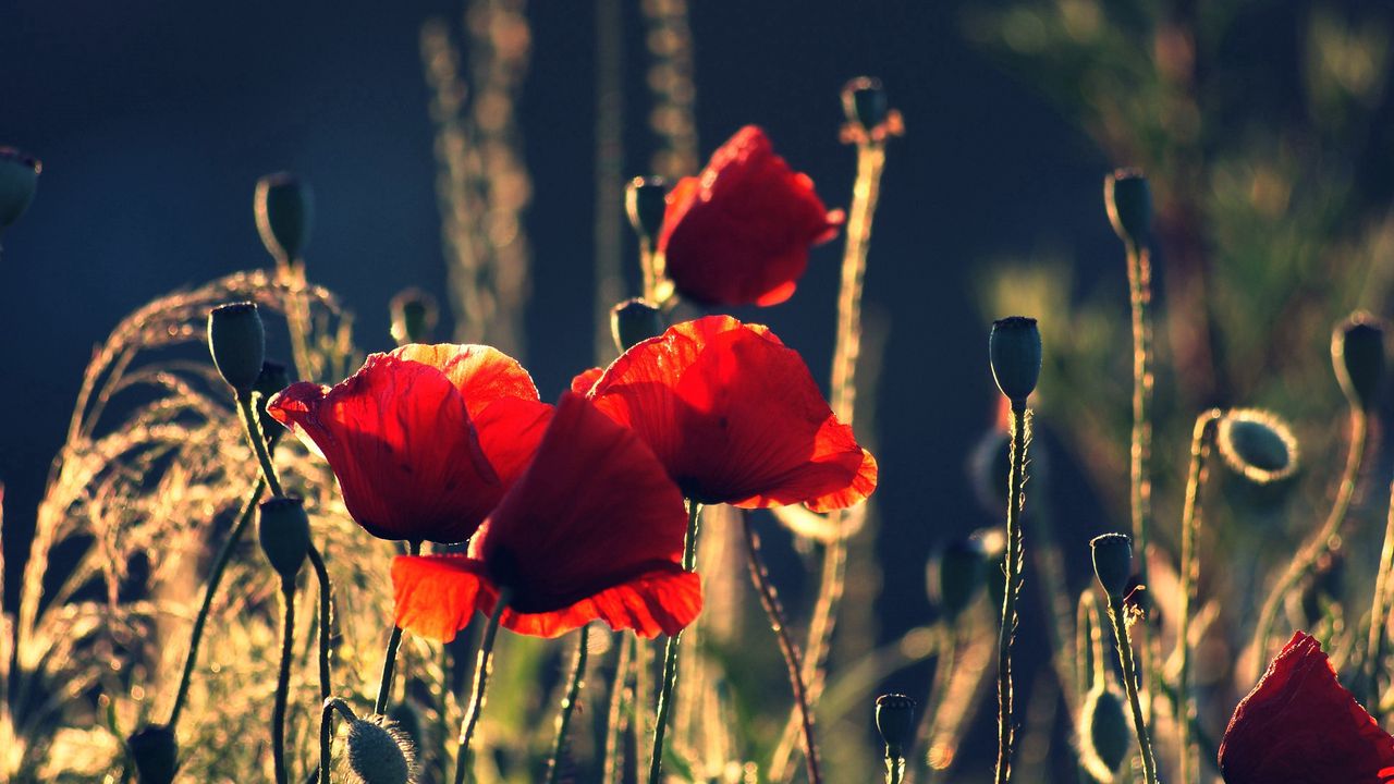 Wallpaper poppies, boxes, night, summer