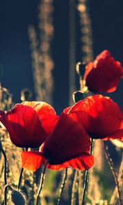 Preview wallpaper poppies, boxes, night, summer