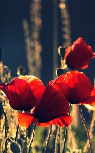 Preview wallpaper poppies, boxes, night, summer