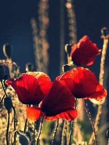 Preview wallpaper poppies, boxes, night, summer