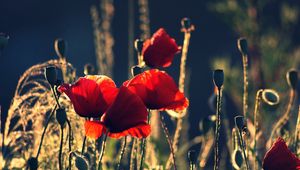 Preview wallpaper poppies, boxes, night, summer