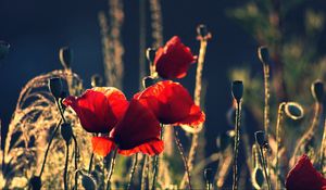 Preview wallpaper poppies, boxes, night, summer