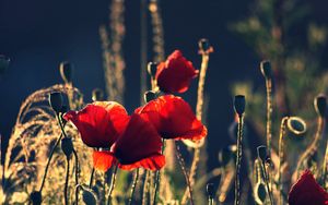 Preview wallpaper poppies, boxes, night, summer