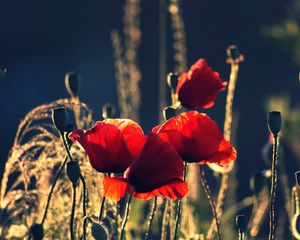 Preview wallpaper poppies, boxes, night, summer